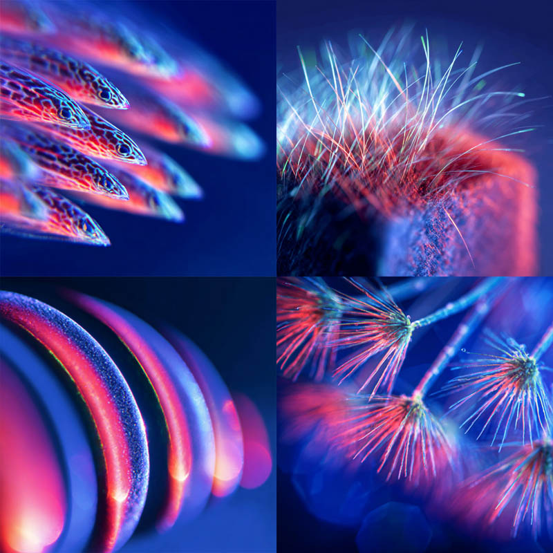 Macro Neon Textures